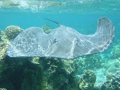 Stachelrochen, Rangiroa, Französisch Polynesien