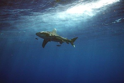 Longimanus, Brother Island, Ägypten