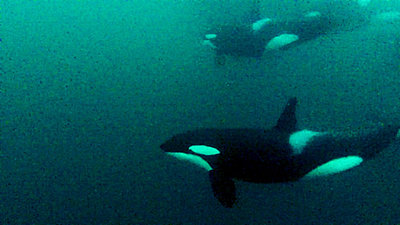 Orcas, Andenes, Norwegen