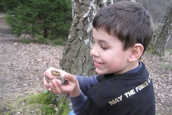 Krötenwanderung Froschwanderung Nürnberg