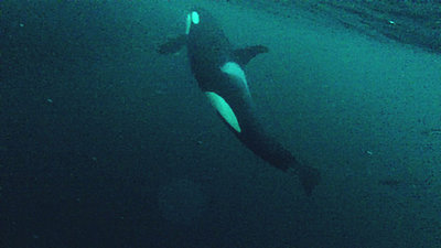Orcas, Andenes, Norwegen