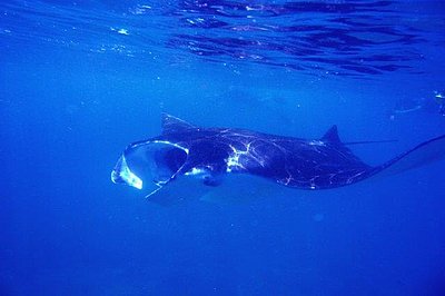 Mantarochen, Süd Ariatoll, Malediven