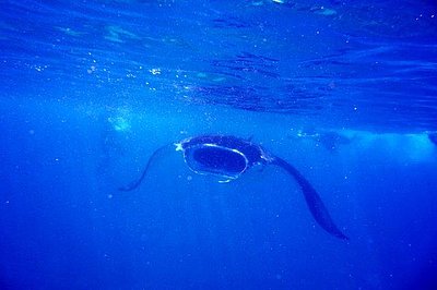 Mantarochen, Süd Ariatoll, Malediven