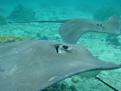 Stachelrochen, Bora Bora, Französisch Polynesien