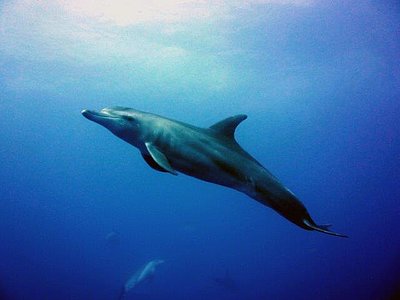 Delfin, Protea Banks, Südafrika