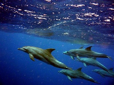 Delfine, Capregion, Südafrika